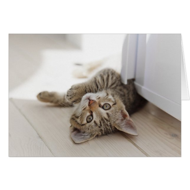 Cartão Gatinho Bonito (Frente Horizontal)