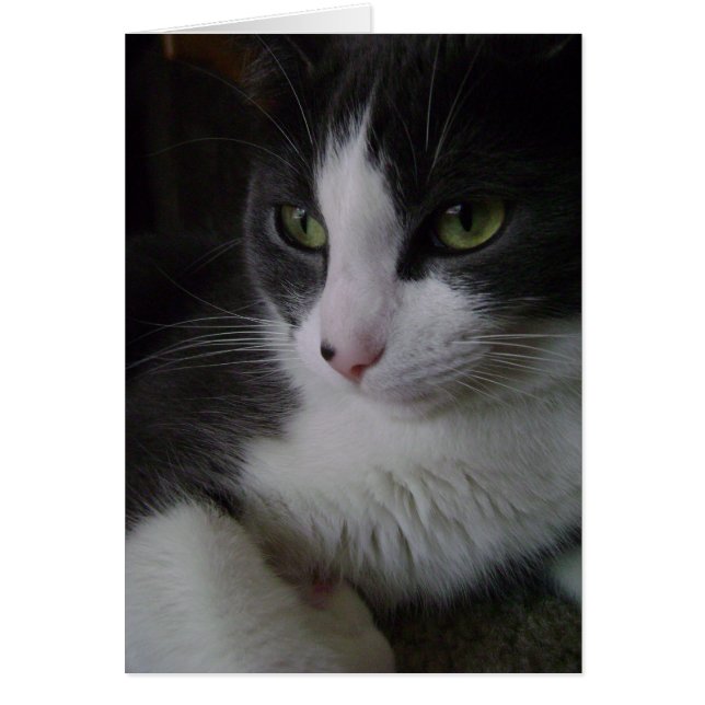 Cartão Gatinho bonito (Frente)