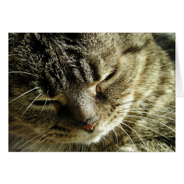 Cartão Gatinho bonito (Frente Horizontal)