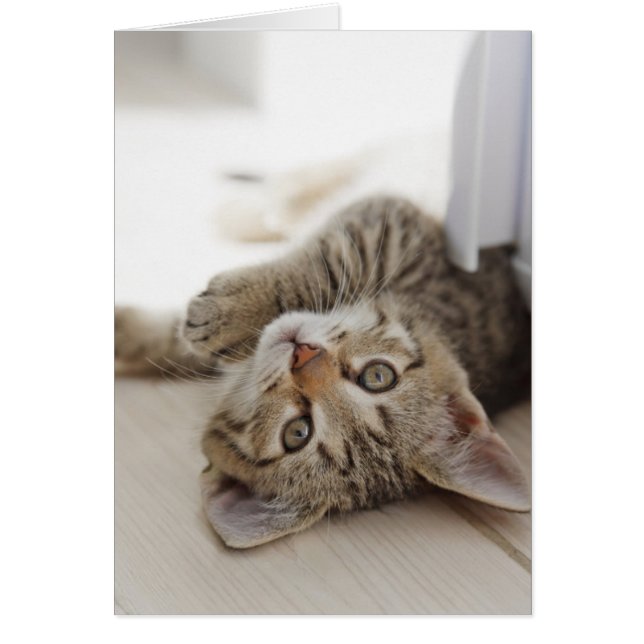 Cartão Gatinho Bonito (Frente)