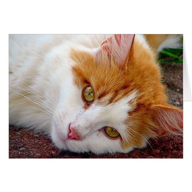 Cartão Gatinho bonito (Frente Horizontal)