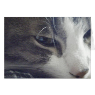 Cartão Gatinho bonito