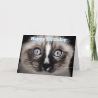 Gatinho Bonito com Olhos Azuis Feliz Aniversário