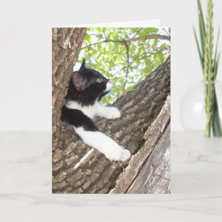 Cartão Gatinho Bonito Pensando Em Você
