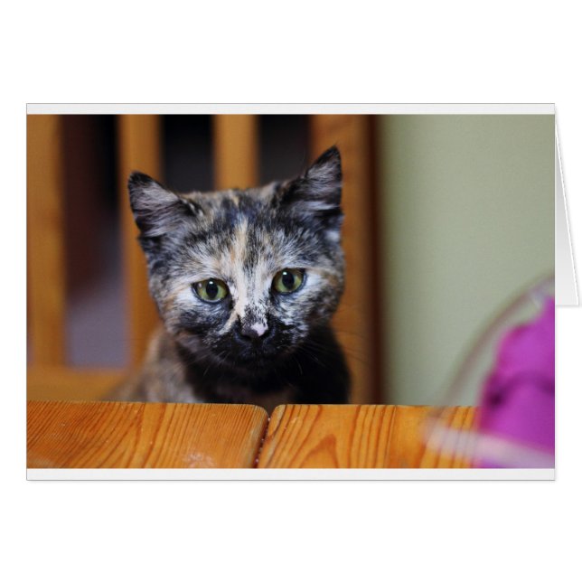 Cartão Gatinho branco e preto (Frente Horizontal)