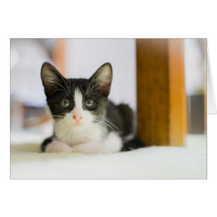 Cartão Gatinho branco e preto doce