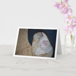 Cartão Gatinho Branco na Cama de Gato