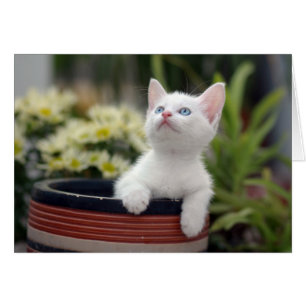 Cartão Gatinho branco turco