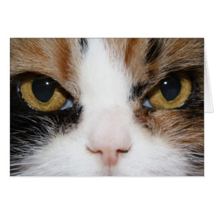 Cartão Gatinho da chita