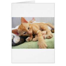 Cartão Gatinho De Gelado De Tigre