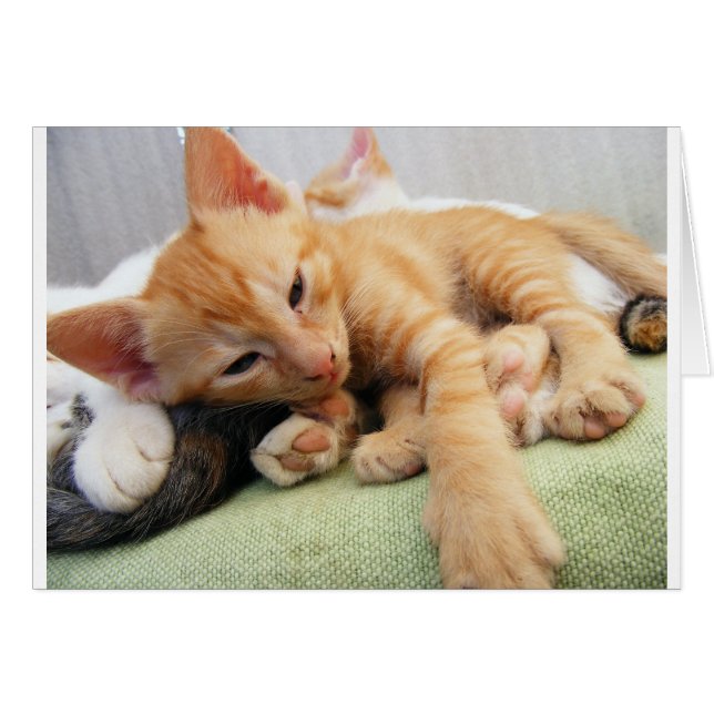 Cartão Gatinho De Gelado De Tigre (Frente Horizontal)