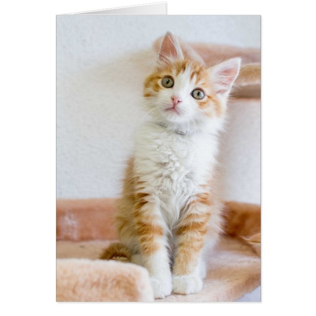 Cartão Gatinho de olhos azuis doce (Frente)