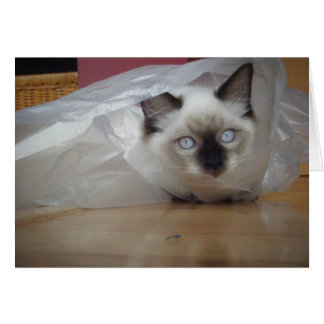Cartão Gatinho de Ragdoll