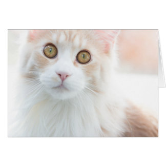 Cartão Gatinho do Maine Coon