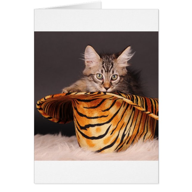 Cartão Gatinho do rolo do n da rocha (Frente)