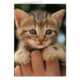 Cartão Gatinho doce do bebê