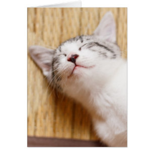 Cartão Gatinho Dormindo