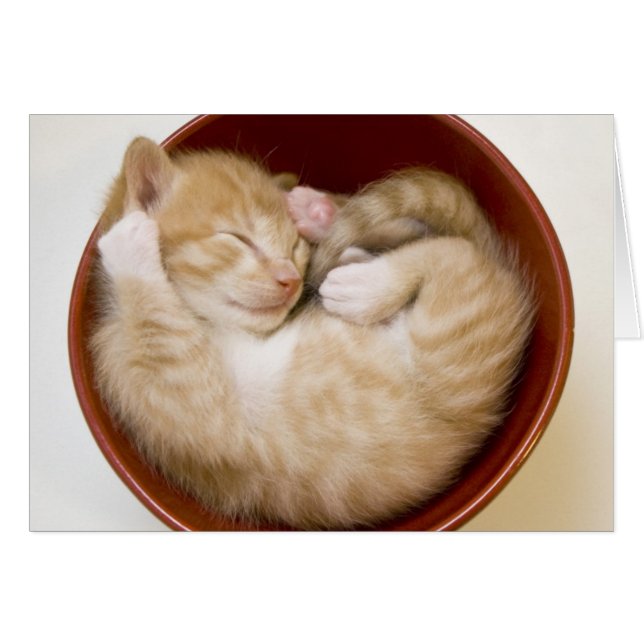 Cartão Gatinho Dormindo (Frente Horizontal)