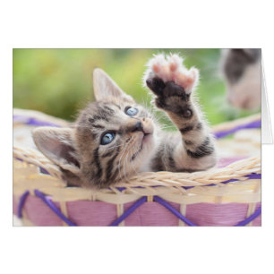 Cartão Gatinho em uma cesta