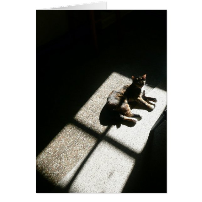 Cartão gatinho encontrou sol, gato calico nas sombras (Frente)
