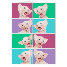 Gatinho engraçado do sphynx