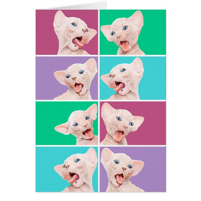 Cartão Gatinho engraçado do sphynx (Frente)