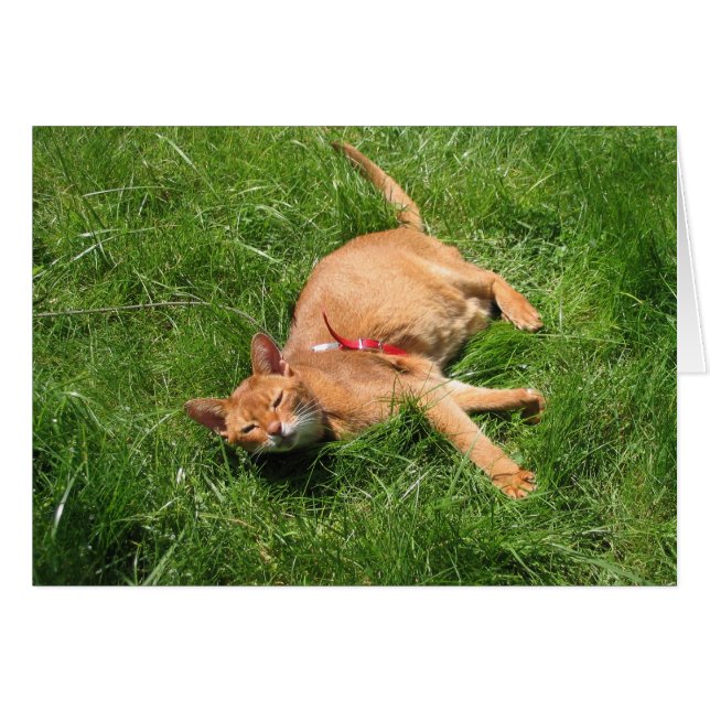 Cartão Gatinho Feliz (Frente Horizontal)