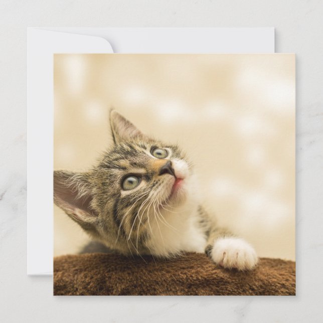 Cartão Gatinho Fofo com uma Pata Estimulada (Frente)