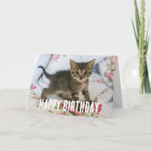 Gatinho Gatinho Gelado, Surpreso