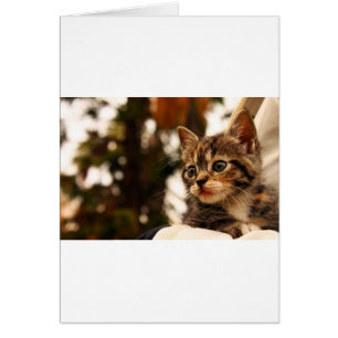 Cartão Gatinho Gato