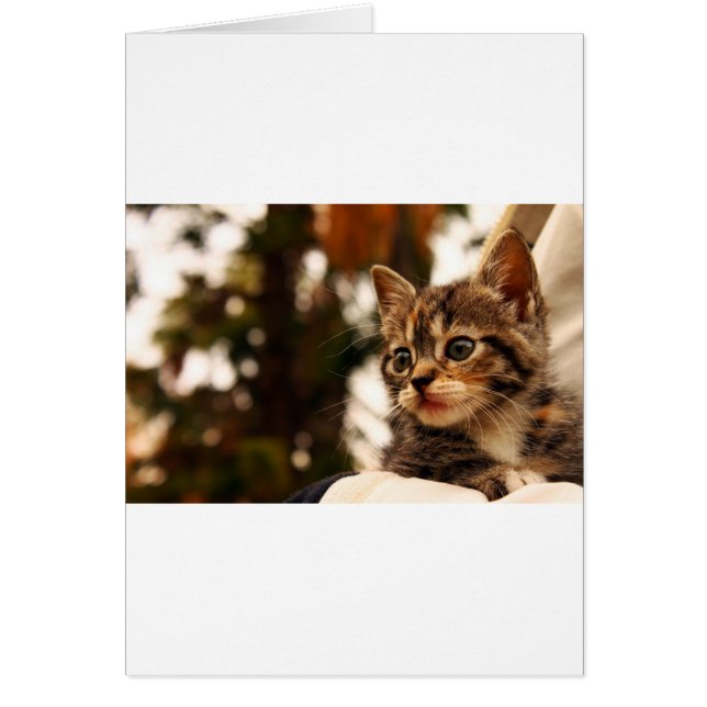 Cartão Gatinho Gato (Frente)