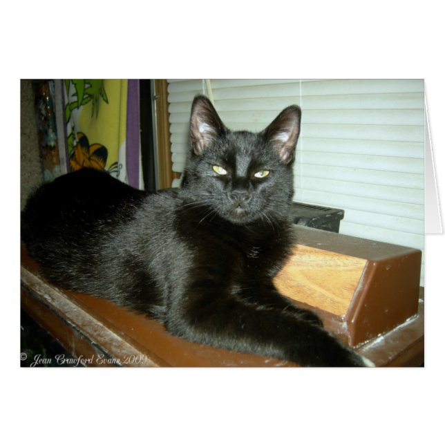 Cartão Gatinho Imperial (Frente Horizontal)