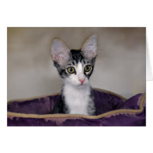 Cartão Gatinho Listrado numa Cama Roxa