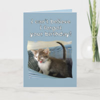 Gatinho Louco Belado Aniversário