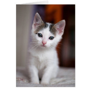Cartão Gatinho manchado branco