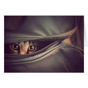 Cartão Gatinho novo do gato malhado