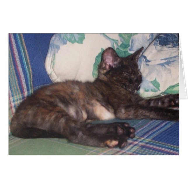 Cartão Gatinho pequeno (Frente Horizontal)