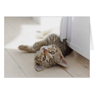 Cartão Gatinho pequeno bonito