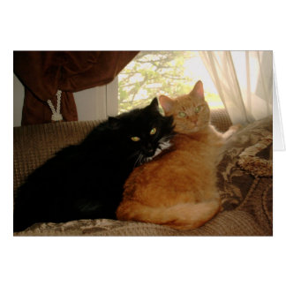 Cartão Gatinho PICT0017 e Tishabella