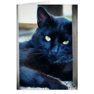 Cartão Gatinho Preto