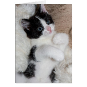 Cartão Gatinho preto e branco