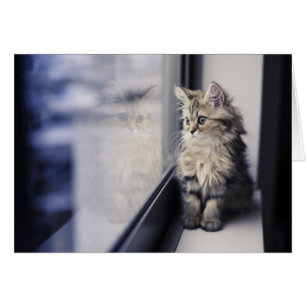 Cartão Gatinho que olha para fora a janela