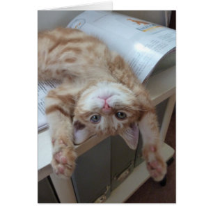 Cartão Gatinho que relaxa