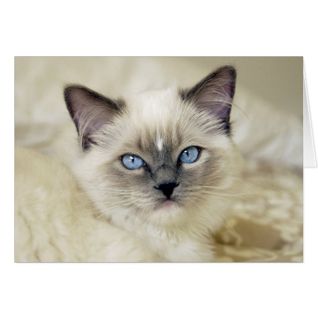 Cartão Gatinho Ragdoll (Frente Horizontal)