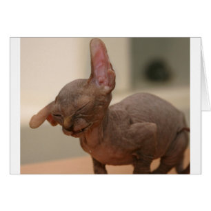 Cartão Gatinho sneezing engraçado do sphynx
