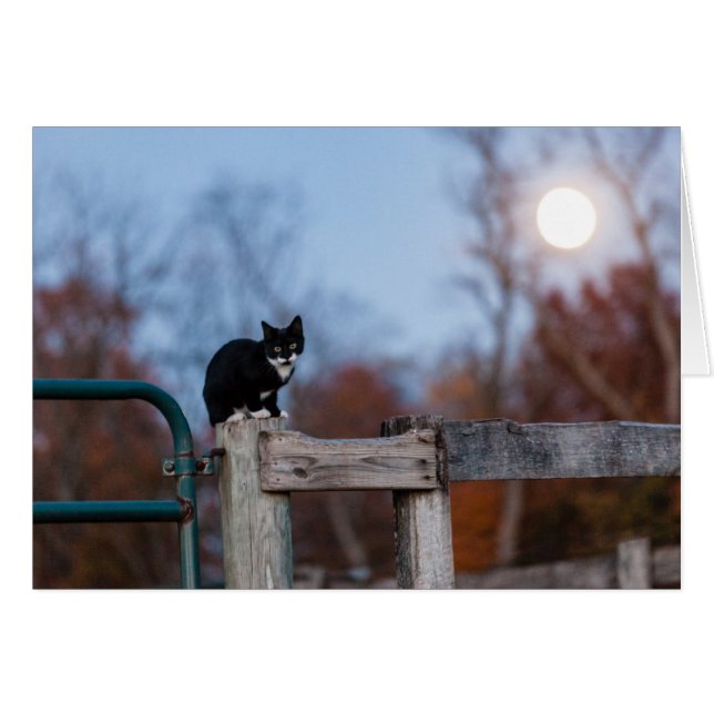 Cartão Gatinho sob a Lua cheia (Frente Horizontal)