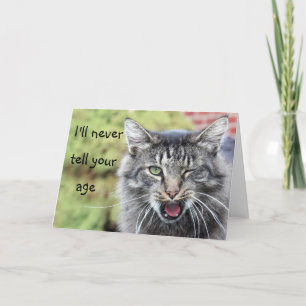 Cartão Gatinho sobre o aniversário da colina