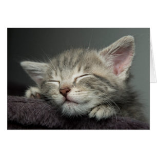 Cartão Gatinho sonolento