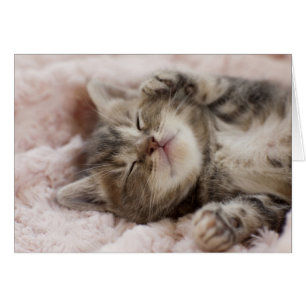 Cartão Gatinho sonolento