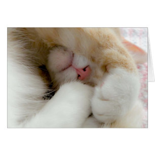 Cartão Gatinho sonolento